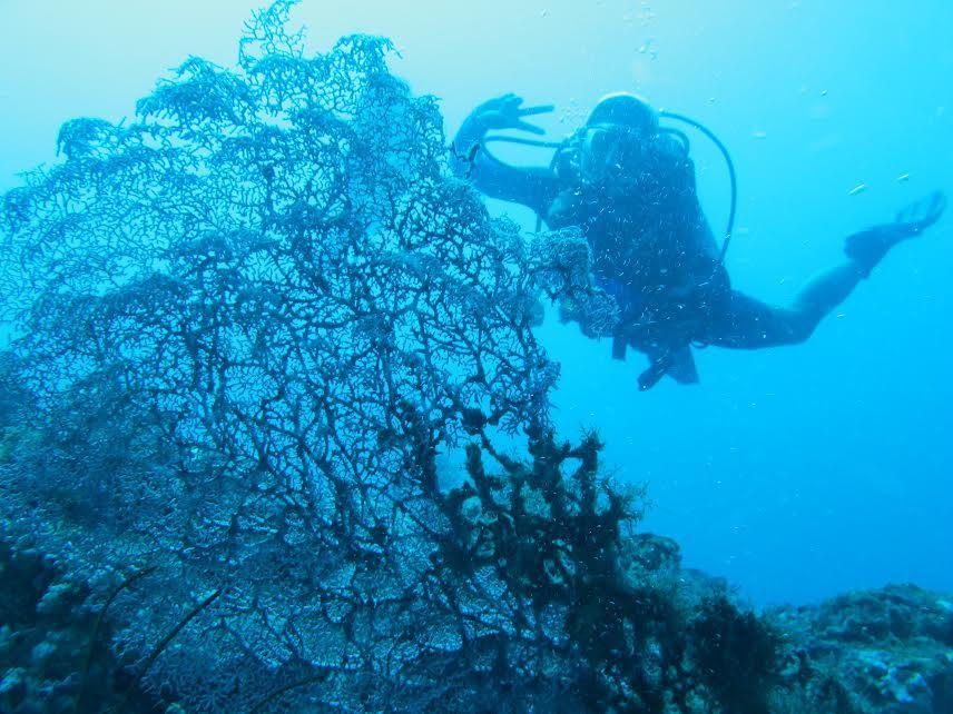 Anilao Scuba Dive Center Hotel Batangas Екстериор снимка