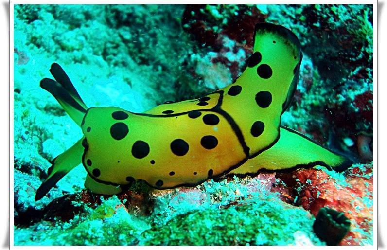 Anilao Scuba Dive Center Hotel Batangas Екстериор снимка