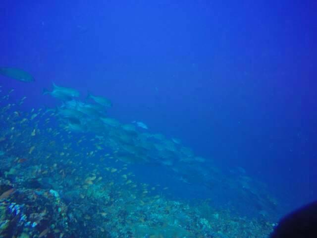 Anilao Scuba Dive Center Hotel Batangas Екстериор снимка
