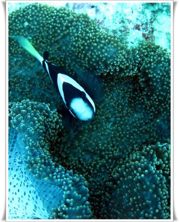 Anilao Scuba Dive Center Hotel Batangas Екстериор снимка