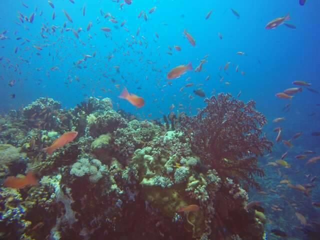 Anilao Scuba Dive Center Hotel Batangas Екстериор снимка