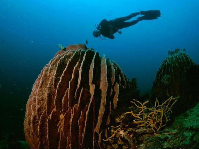 Anilao Scuba Dive Center Hotel Batangas Екстериор снимка